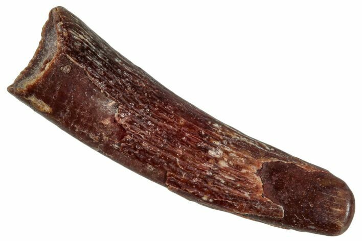 Fossil Pterosaur (Siroccopteryx) Tooth - Morocco #274245